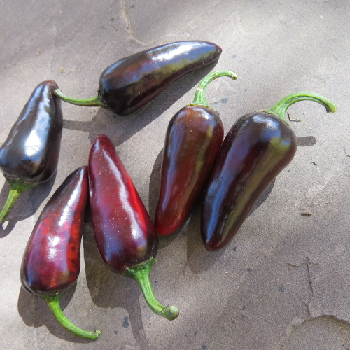 Czech Black pepper - Click Image to Close